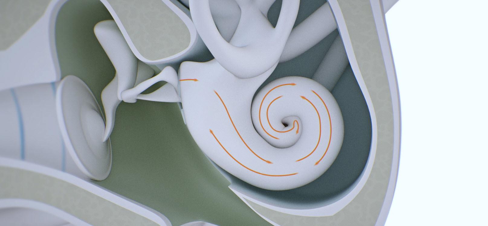 Inner ear image.