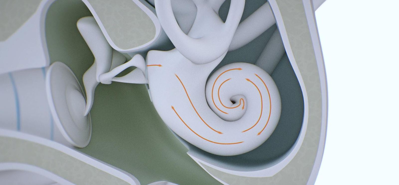 Inner ear image.