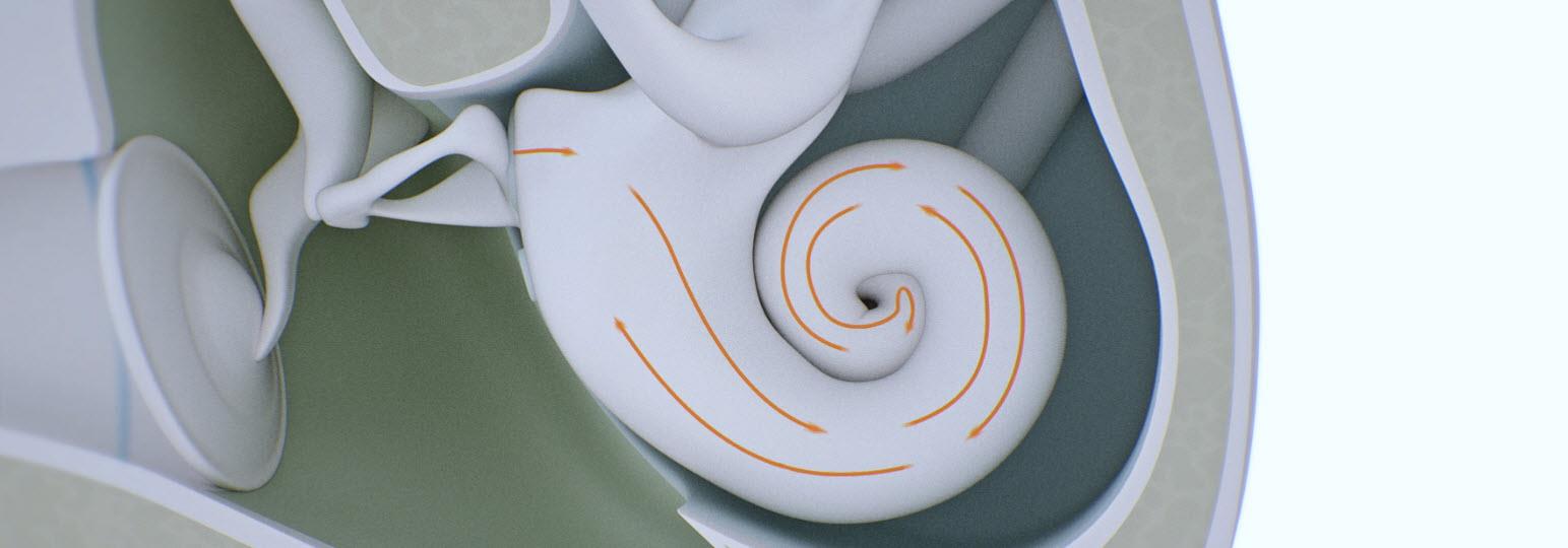 The cochlea.