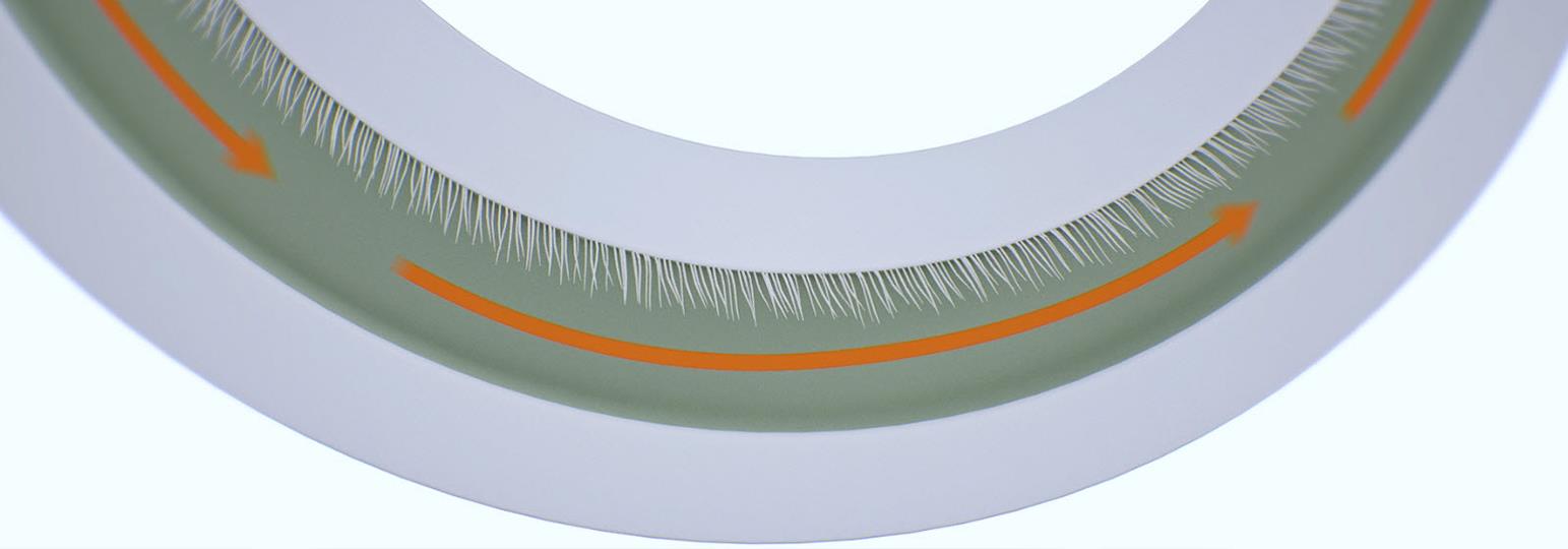 The cochlea's hair cells.