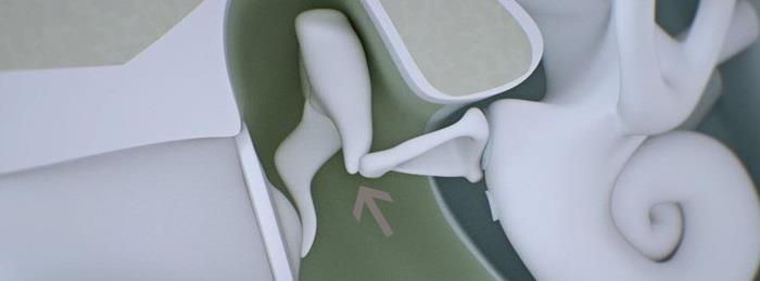The osscicles.