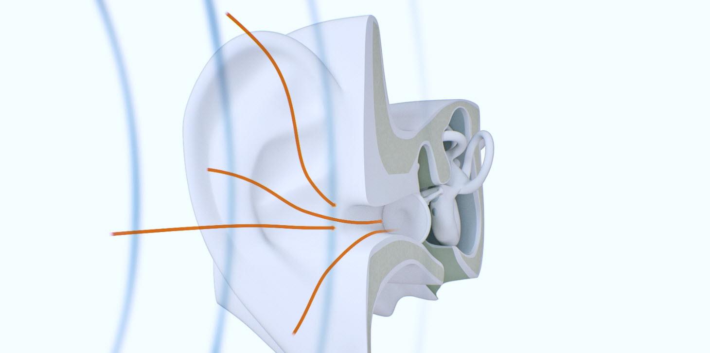 Outer ear.